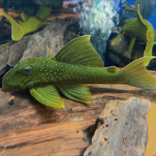 Telegram profile photo for Аквариумный Салон Mos-fish