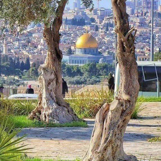 Telegram profile photo for القدس الإخبارية 💚 أنوار الأمل