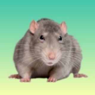 Telegram profile photo for Пацюк вкрав