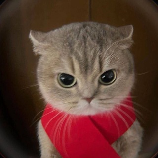 Telegram profile photo for смородина🧸