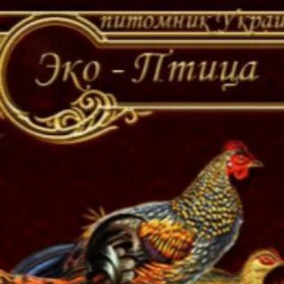 Telegram profile photo for ИНКУБАЦИОННЫЕ ЯЙЦА УКРАИНА!