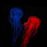 Telegram profile photo for 𝑩𝑳𝑼𝑬 𝑨𝑵𝑫 𝑹𝑬𝑫🩻