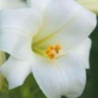 Telegram profile photo for lilya.gold ФОТОГРАФ