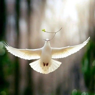 Telegram profile photo for خط مرزی بهشت...