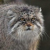 Telegram profile photo for Great Manul