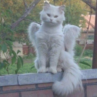 Telegram profile photo for مهرب