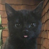 Telegram profile photo for Где?