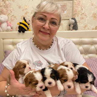 Telegram profile photo for Кавалер Кинг Чарльз Спаниель 🐶