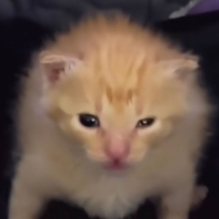 Telegram profile photo for Kto?ᵏᵒᵗˢᵃᵗᵘʳⁿᵃ