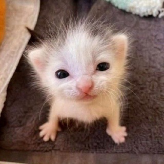 Telegram profile photo for чёто мне не весело