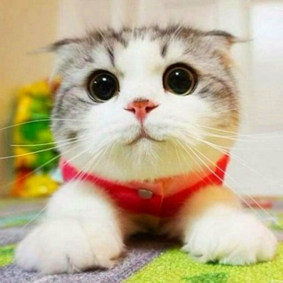 Telegram group profile photo for Mushuk Bozor | Vodiy | Fargona | Toshkent | Andijon | Namangan | Котик