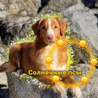 Telegram profile photo for ☀️🏖️солнечные псы🏖️☀️ТГК