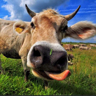 Telegram profile photo for (немножечко рест) канал Барсучка🥳🥳