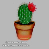 Telegram profile photo for 🌸Kaktus ham gullaydi🌵
