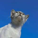 Telegram profile photo for papasi