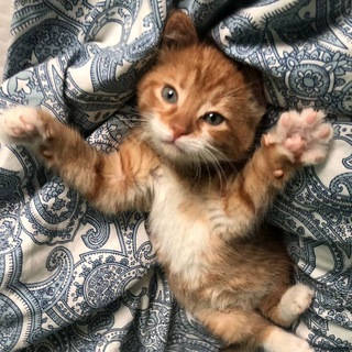 Telegram profile photo for фан-клуб сэра