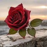 Telegram profile photo for مـْـْْـْْـْڏكُـُُـُرآتـٌـٌٌــٌٌـ مـْـْْـْْـْشُـُـُآكُـُڛــ
