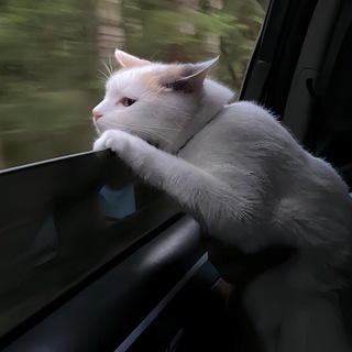 Telegram profile photo for до
