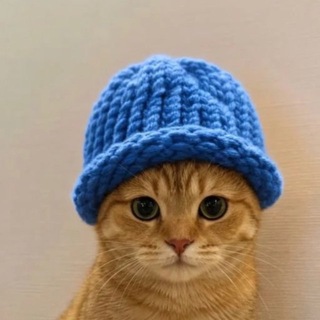 Telegram profile photo for CAT WIF HAT