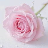 Telegram profile photo for راحلون ويبقى الأثر🍃