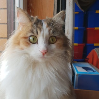 Telegram profile photo for Приют Просто Котики
