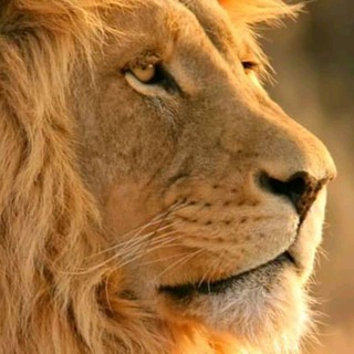 Telegram profile photo for ከ እንስሳት አለም / Animals world