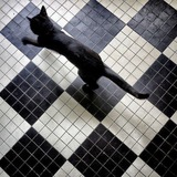 Telegram profile photo for upside-down