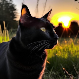 Telegram profile photo for Кошки Измайловского района