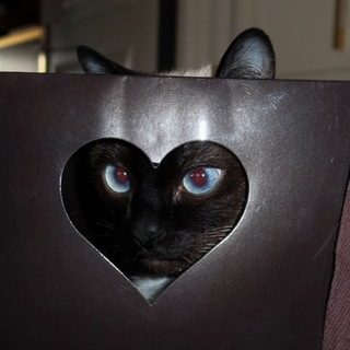 Telegram profile photo for de mèmes