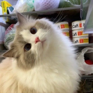 Telegram profile photo for Кукарекалка