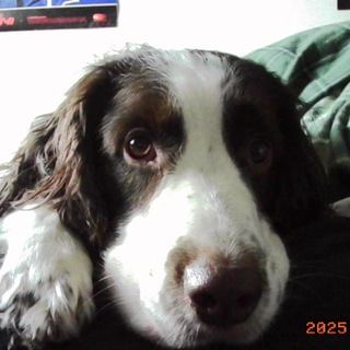 Telegram profile photo for Archie