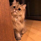 Telegram profile photo for مهيب