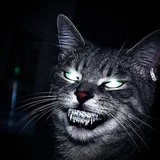 Telegram profile photo for Cat