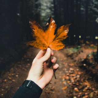 Telegram profile photo for نفحات 🍁