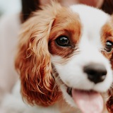 Telegram profile photo for Алина | Твой кинолог ☺️🐶