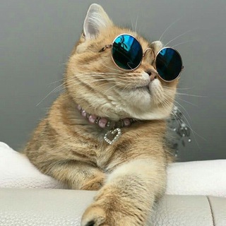 Telegram profile photo for КОТЯ-МОТЯ🐱