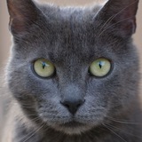 Telegram profile photo for Biskupovský mačk