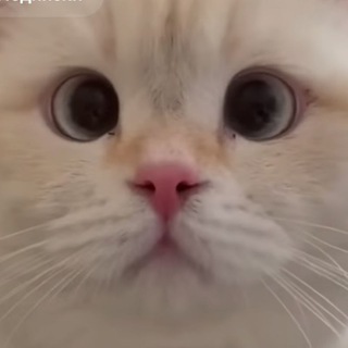 Telegram profile photo for Скарабяне 🪲