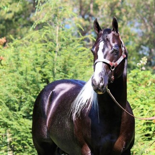Telegram profile photo for PatriotCowgirl