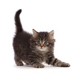 Telegram profile photo for САШК СШАС