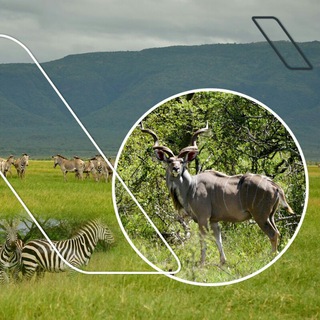 Telegram profile photo for Oromia Forest and Wildlife Enterprise