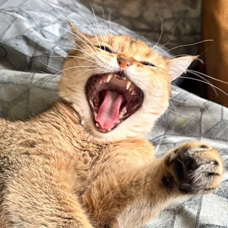 Telegram profile photo for чашка кота