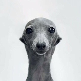 Telegram group profile photo for WANESSTTO Chat