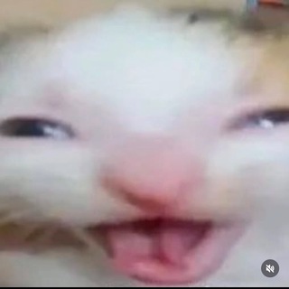 Telegram profile photo for Котики додики