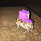 Telegram profile photo for toad wif hat portal
