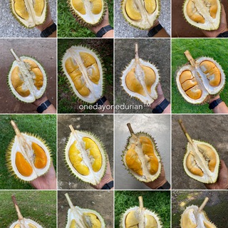 Telegram profile photo for Unboxing Durian by ODOD