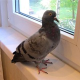 Telegram profile photo for Голубь Емеля 🐦
