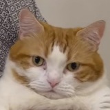 Telegram profile photo for Секретный канал с котами