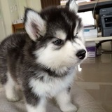 Telegram profile photo for HU(+)SKY