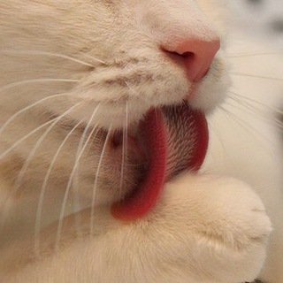 Telegram profile photo for cats and cats and cats and cats and cats and cat